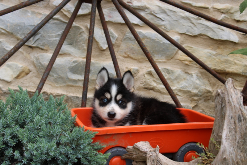 puppy, for, sale, Pomsky, Matthew B. Stoltzfus, dog, breeder, Gap, PA, dog-breeder, puppy-for-sale, forsale, nearby, find, puppyfind, locator, puppylocator, aca